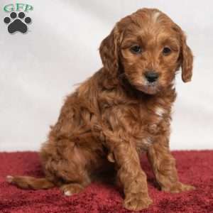 Jenna, Cavapoo Puppy